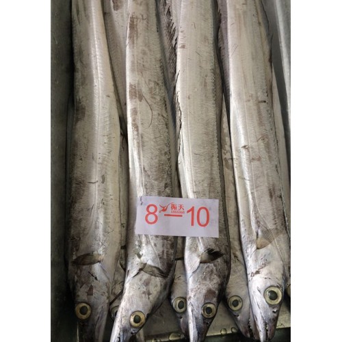 东海带鱼6