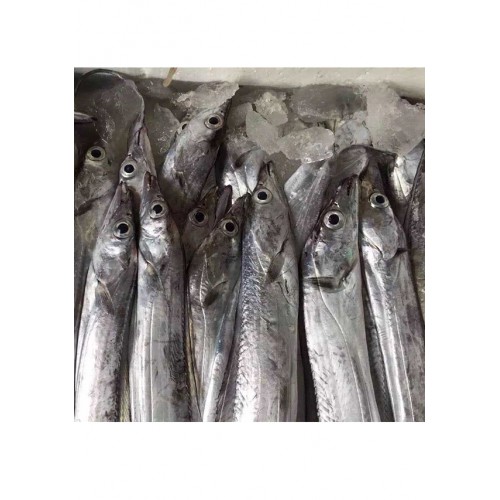 东海带鱼5