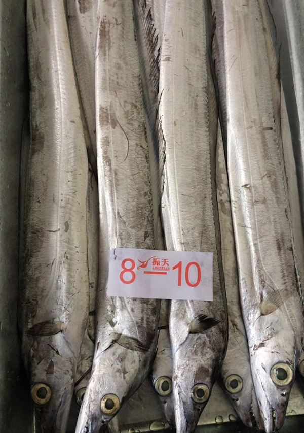 东海带鱼6