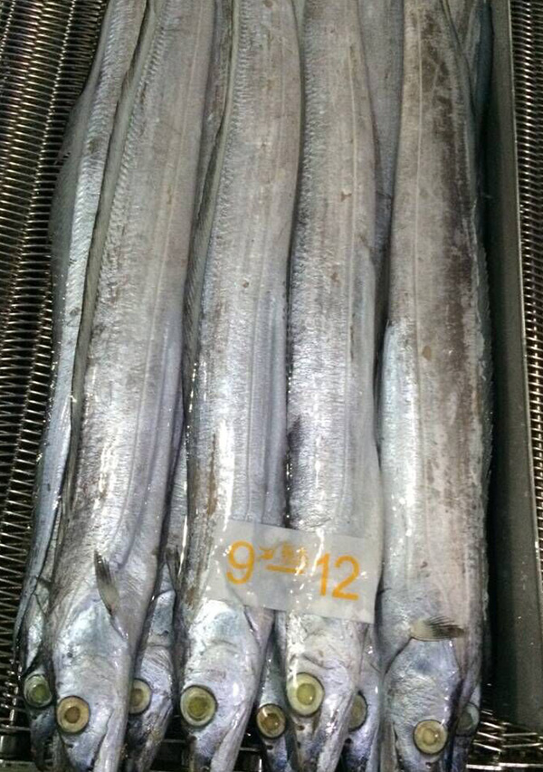 东海带鱼8